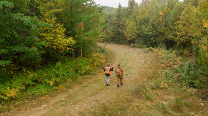 Ruffed grouse hunting in the forests of Abitibi-Témiscamingue