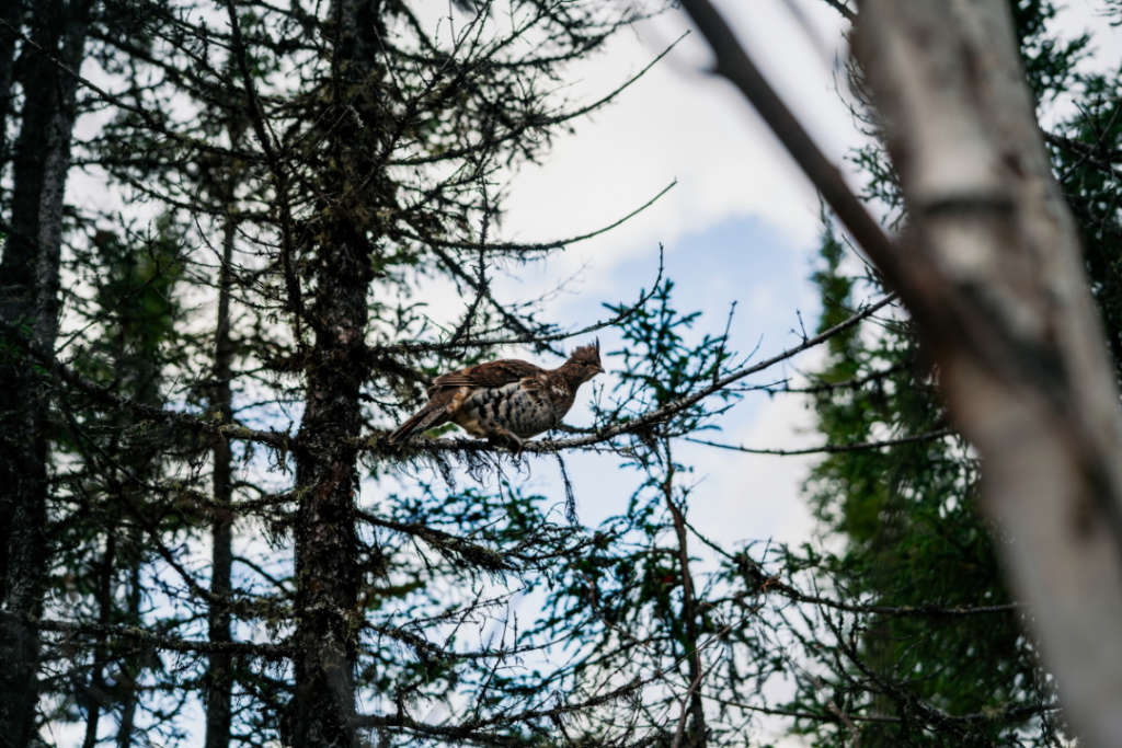 Gélinotte huppée camouflée dans une épinette