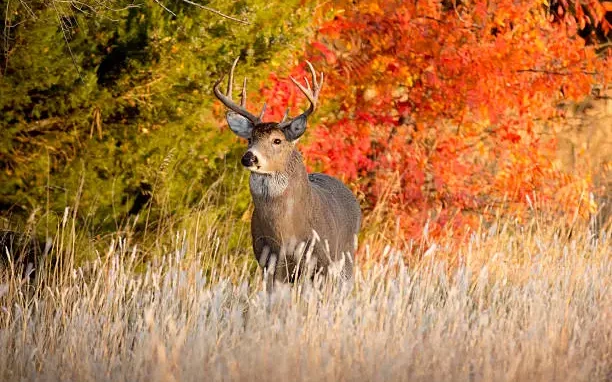 White-tailed deer standing in a field surrounded by autumn colours