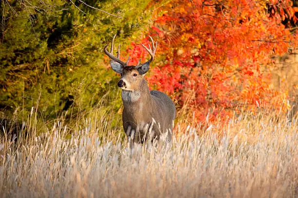 White-tailed deer standing in a field surrounded by autumn colours