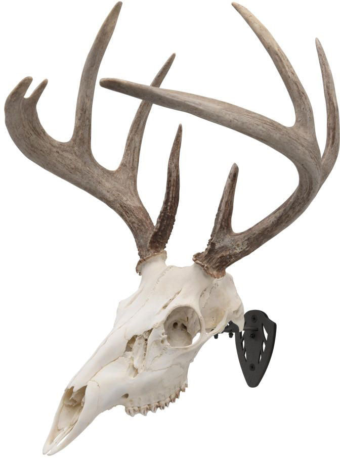 EZ Mount Trophy Skull Hanger