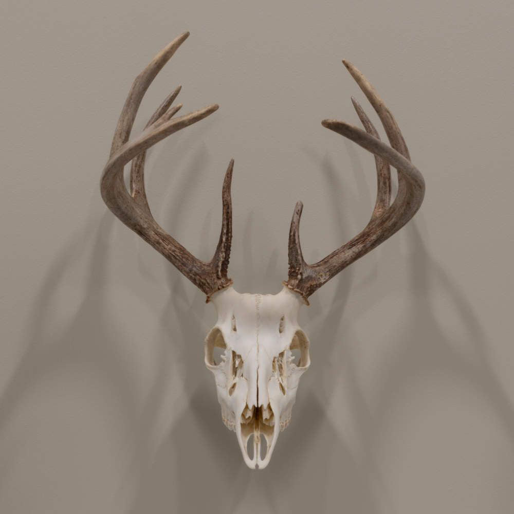 EZ Mount Trophy Skull Hanger