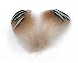 Barred Wood Duck Fly Tying Feathers
