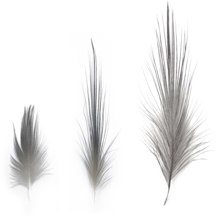 Heron Feathers 