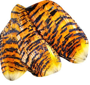 Golden Pheasant Tippet #1