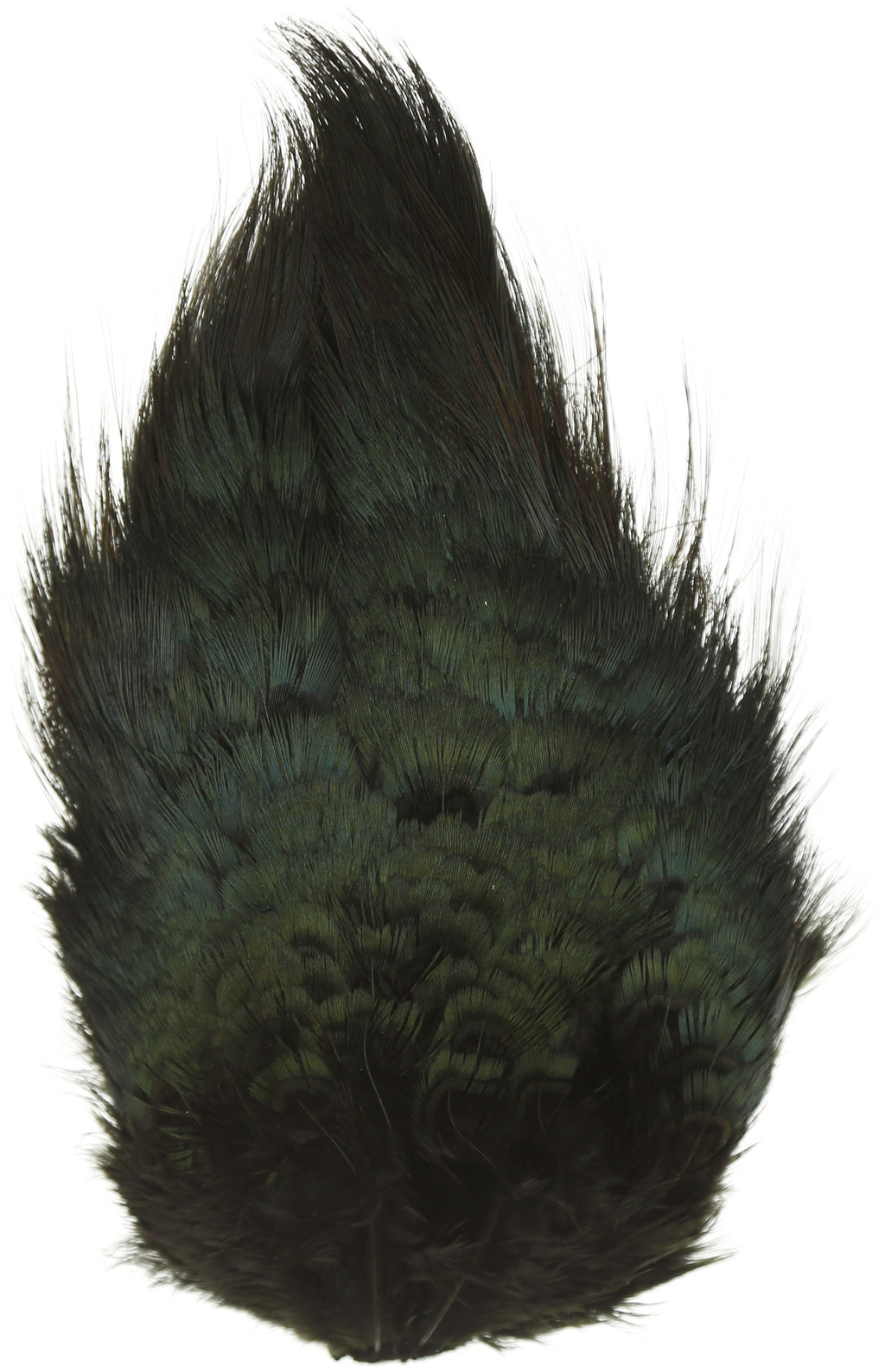 Ringneck Pheasant Rump Patch