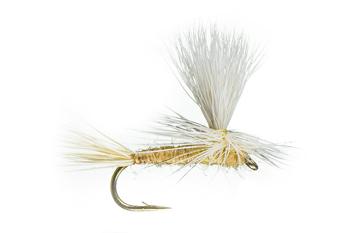 Parachute Light Cahill Fly