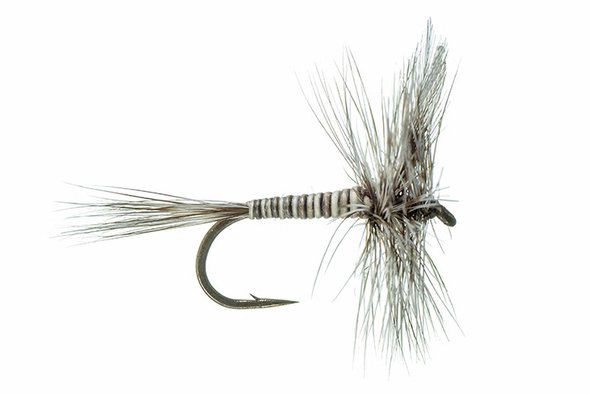 Mosquito Fly