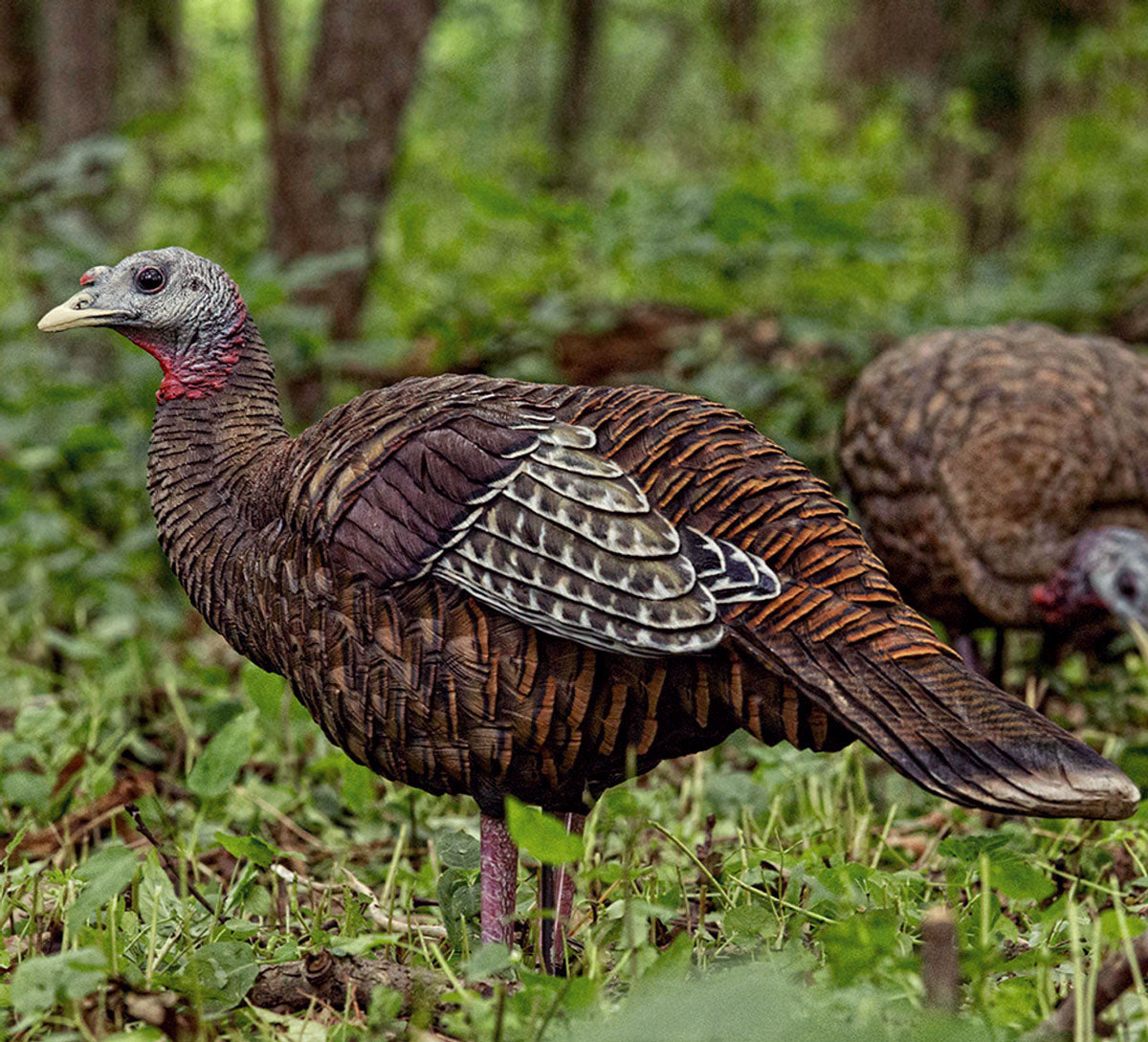 LCD Breeder Decoy - Hen