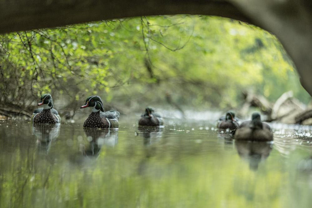Wood Ducks Floating Decoys - 6/PK