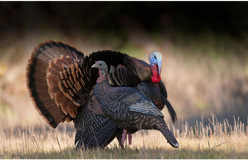 Hard Body Upright Hen Decoy