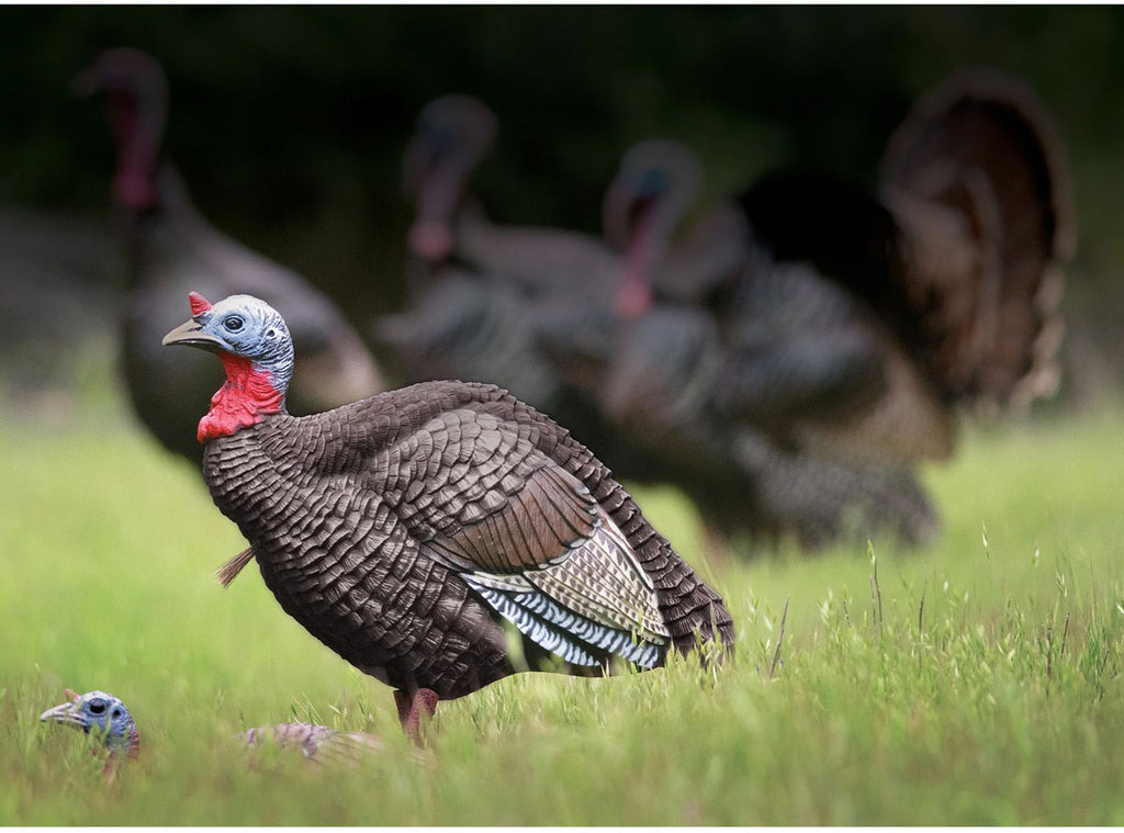 Hard Body Quarter Strut Jake Turkey Decoy