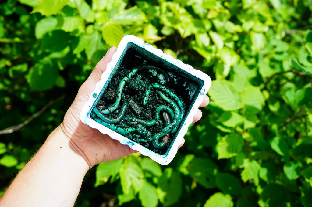 Night Crawler Colorant Kit