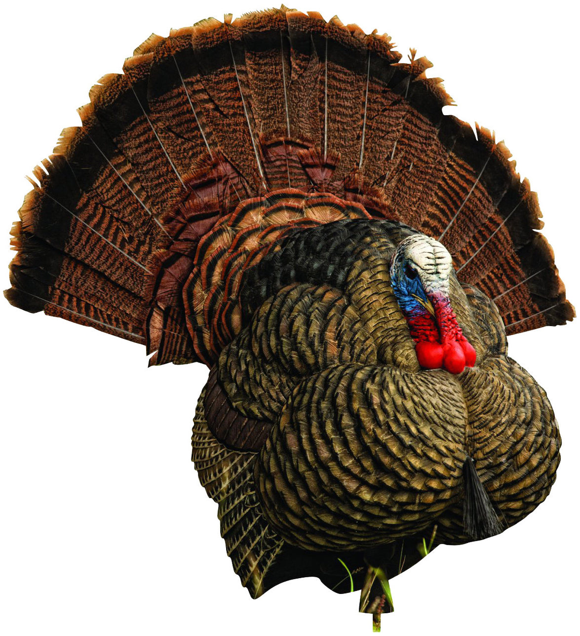 LCD Strutter Tom Decoy