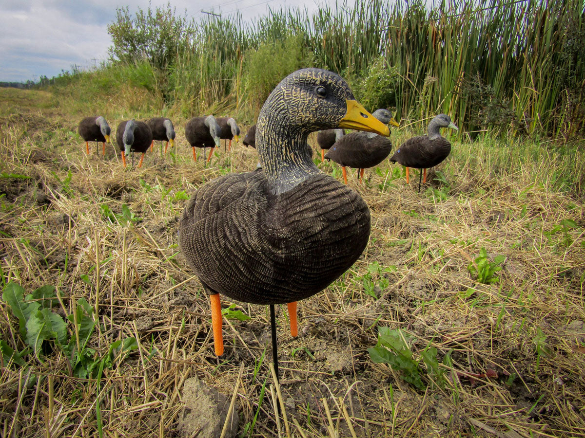 Black Duck Decoy - 6/PK