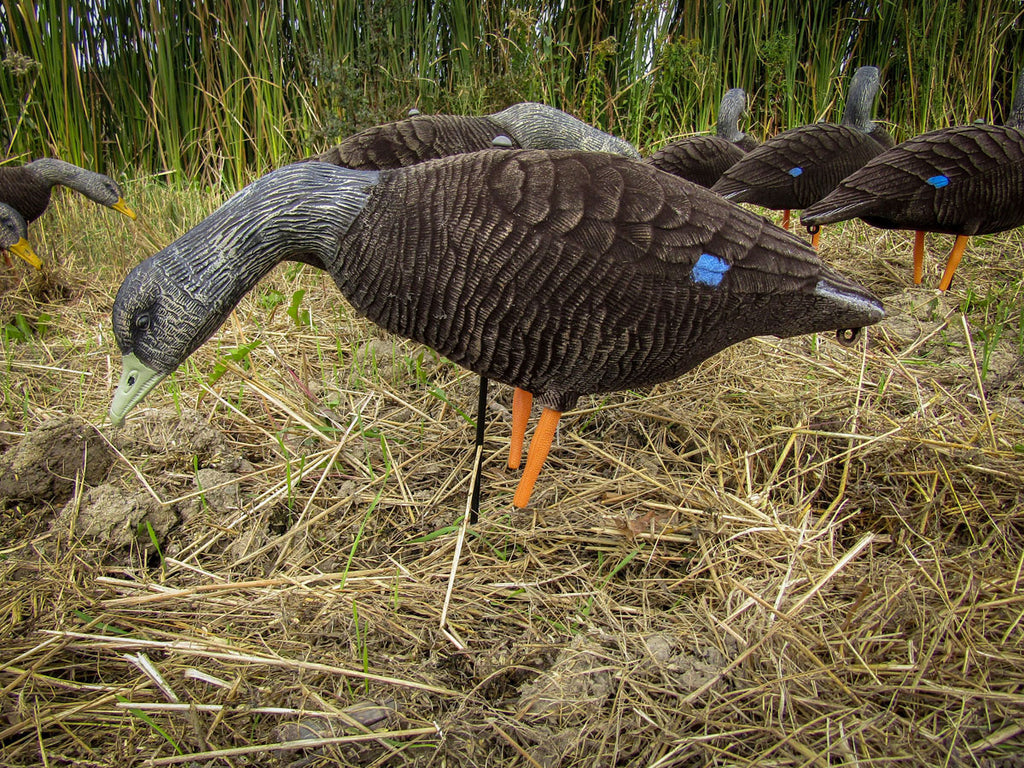 Black Duck Decoy - 6/PK