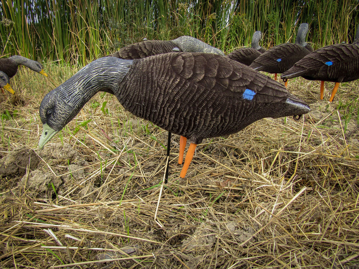 Black Duck Decoy - 6/PK