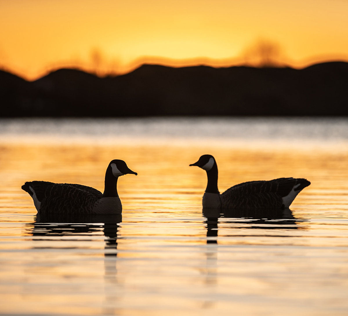 Topflight Honkers Waterfowl Decoys