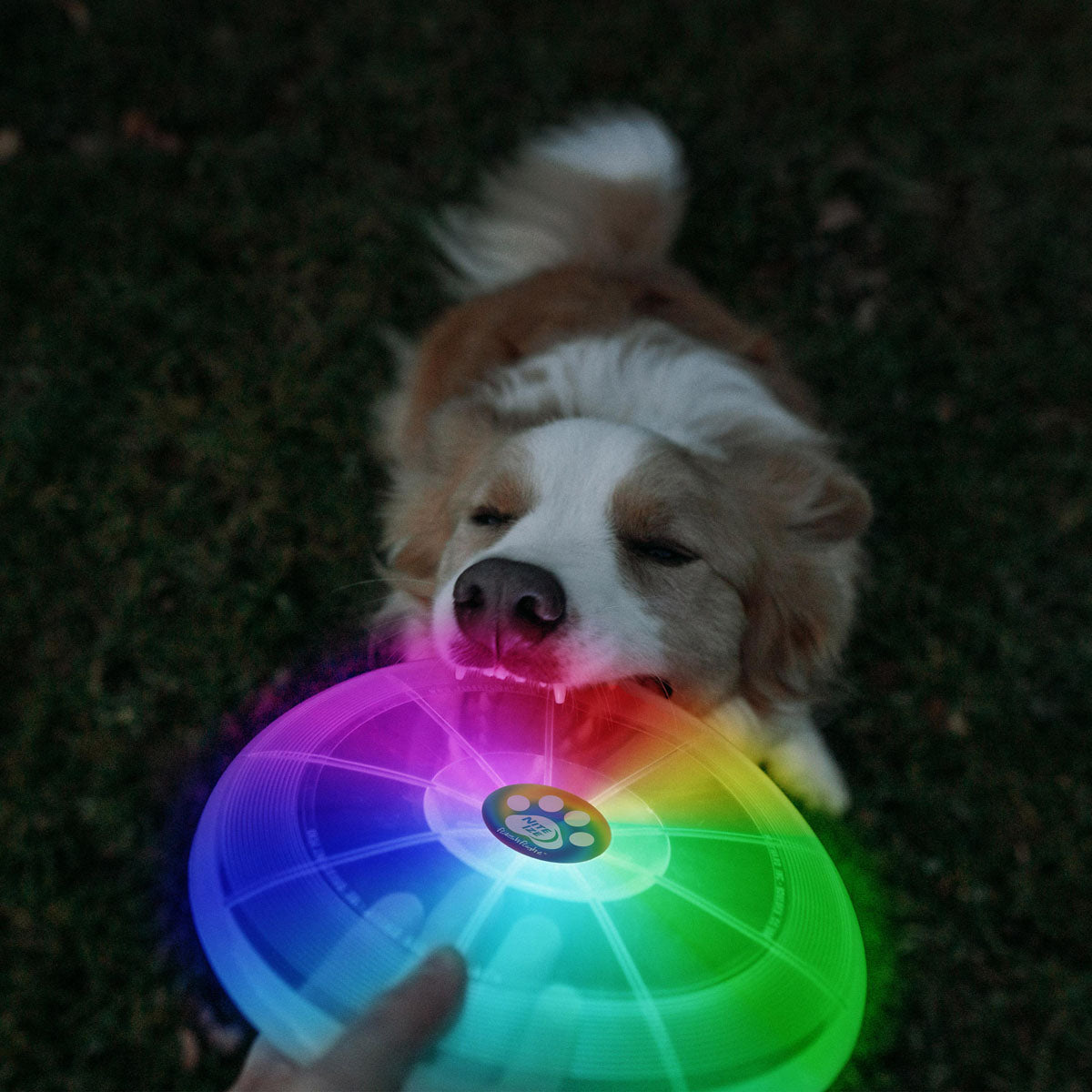 Flashflight Dog Light Flying Disc