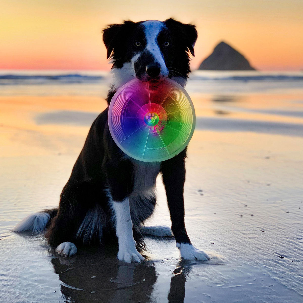 Flashflight Dog Light Flying Disc