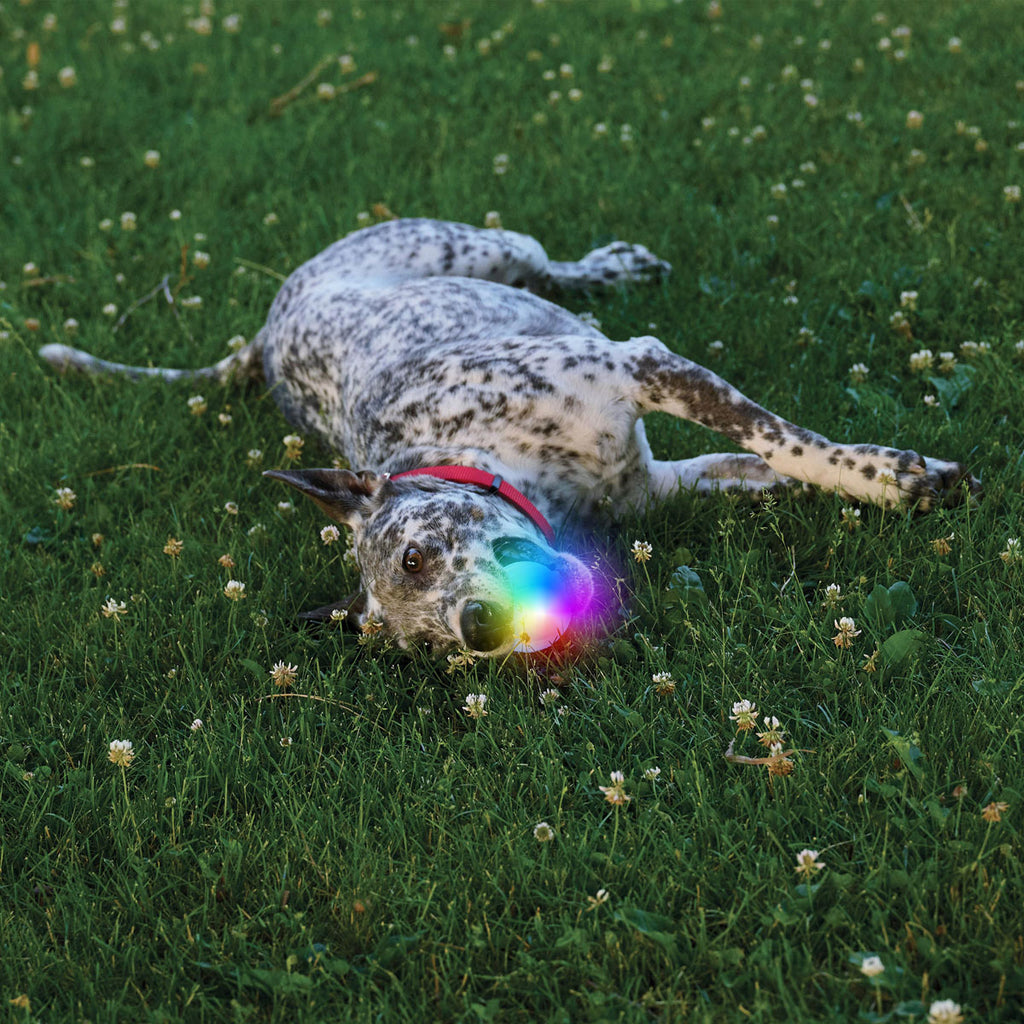 GlowStreak Dog Light Ball