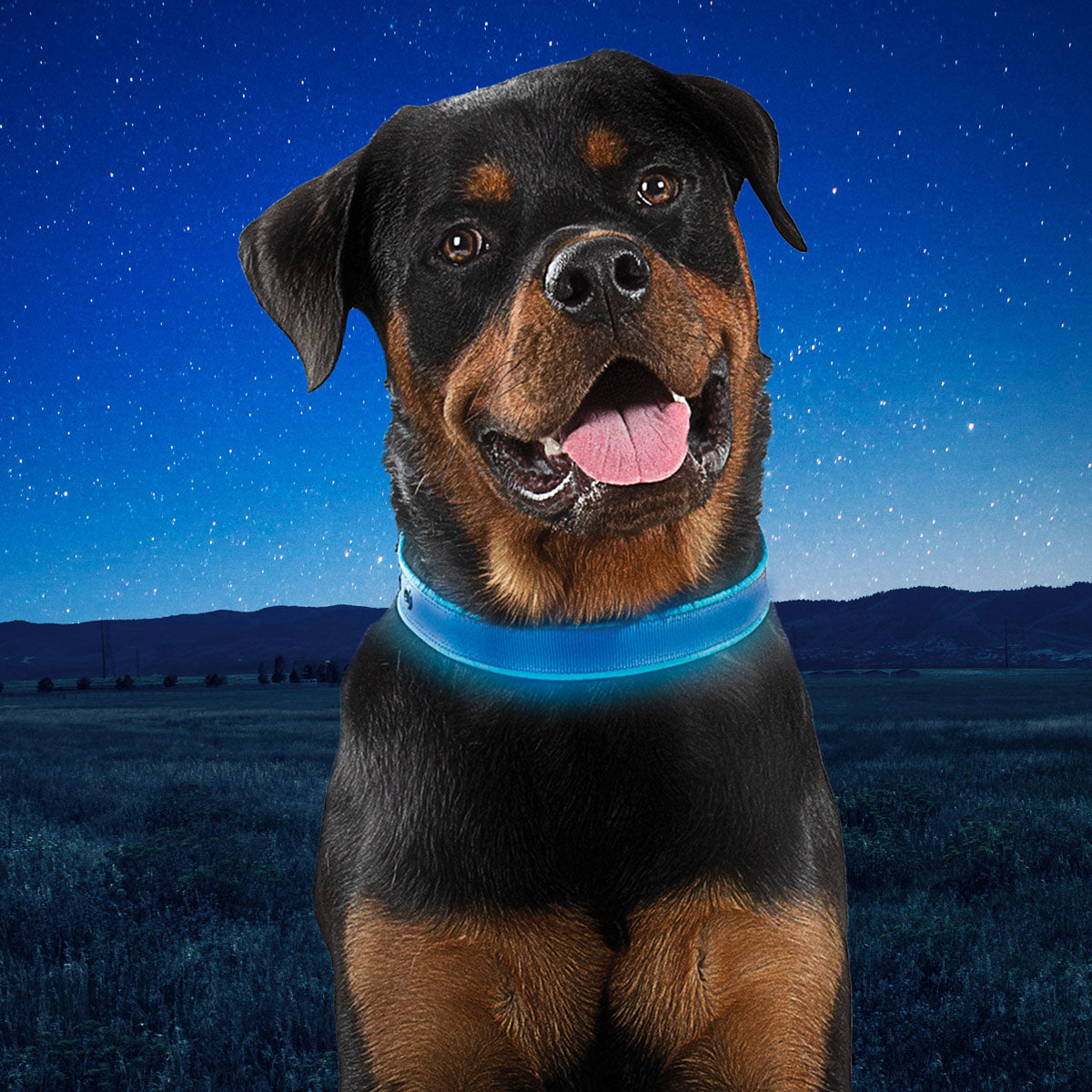 NiteDog Dog Light Collar - Large