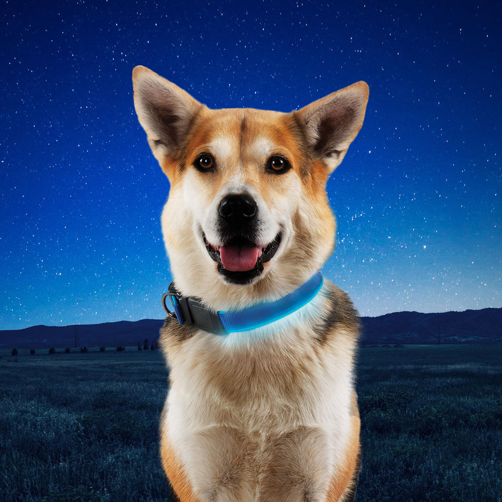 NiteDog Dog Light Collar - Medium