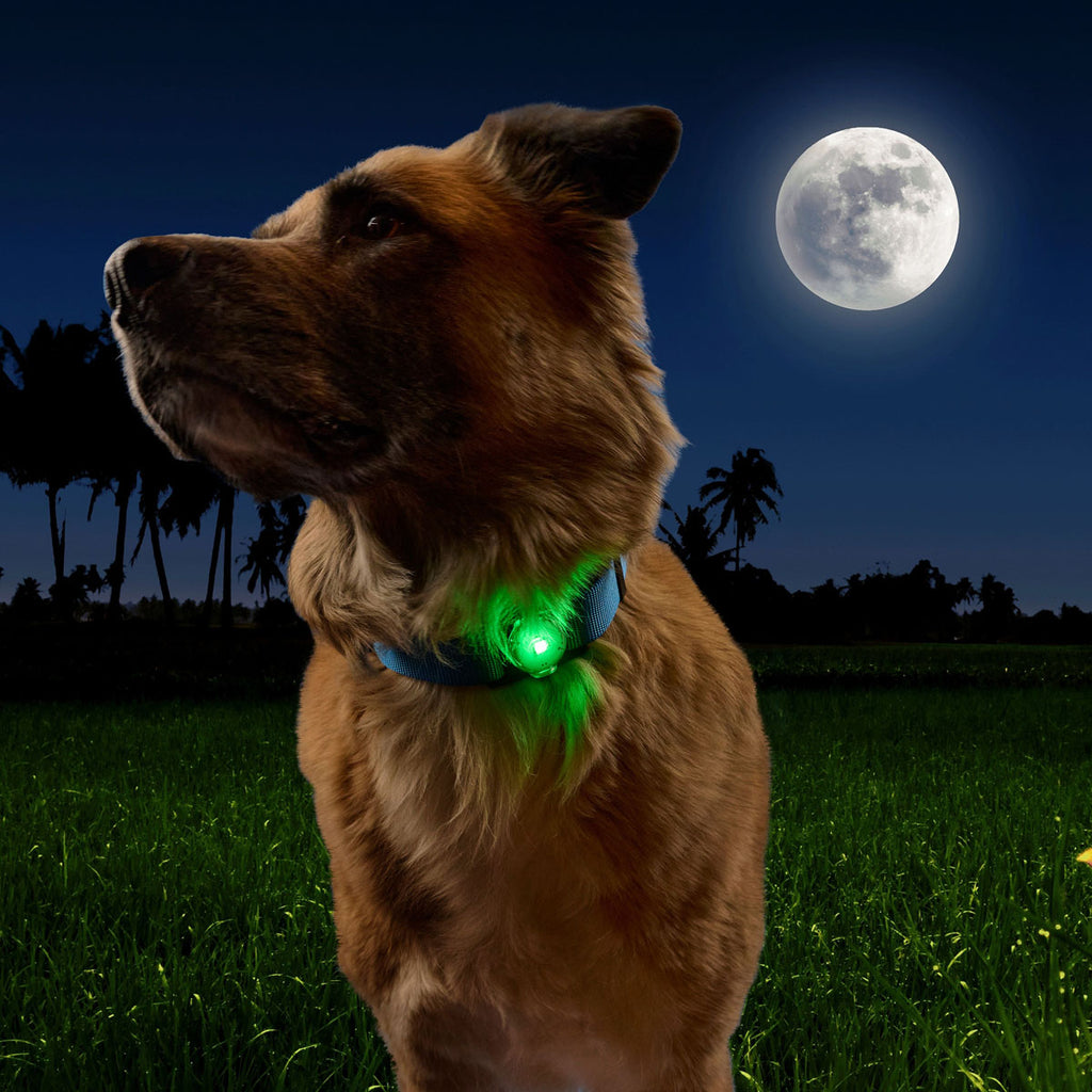 NiteDog Dog Light