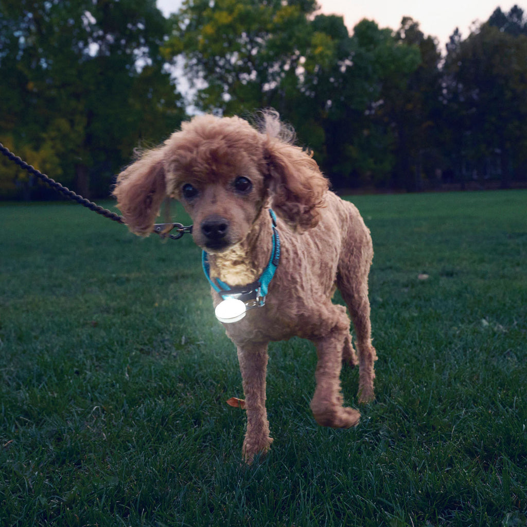 SpotLit Dog Light