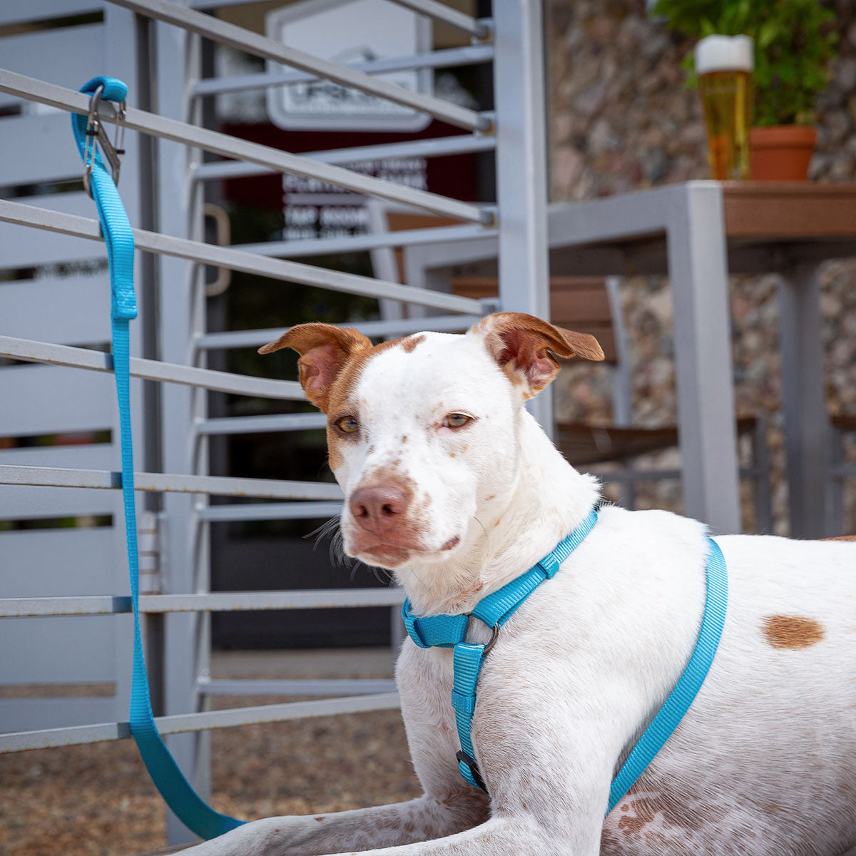 SlideLock Dog Leash Carabiner