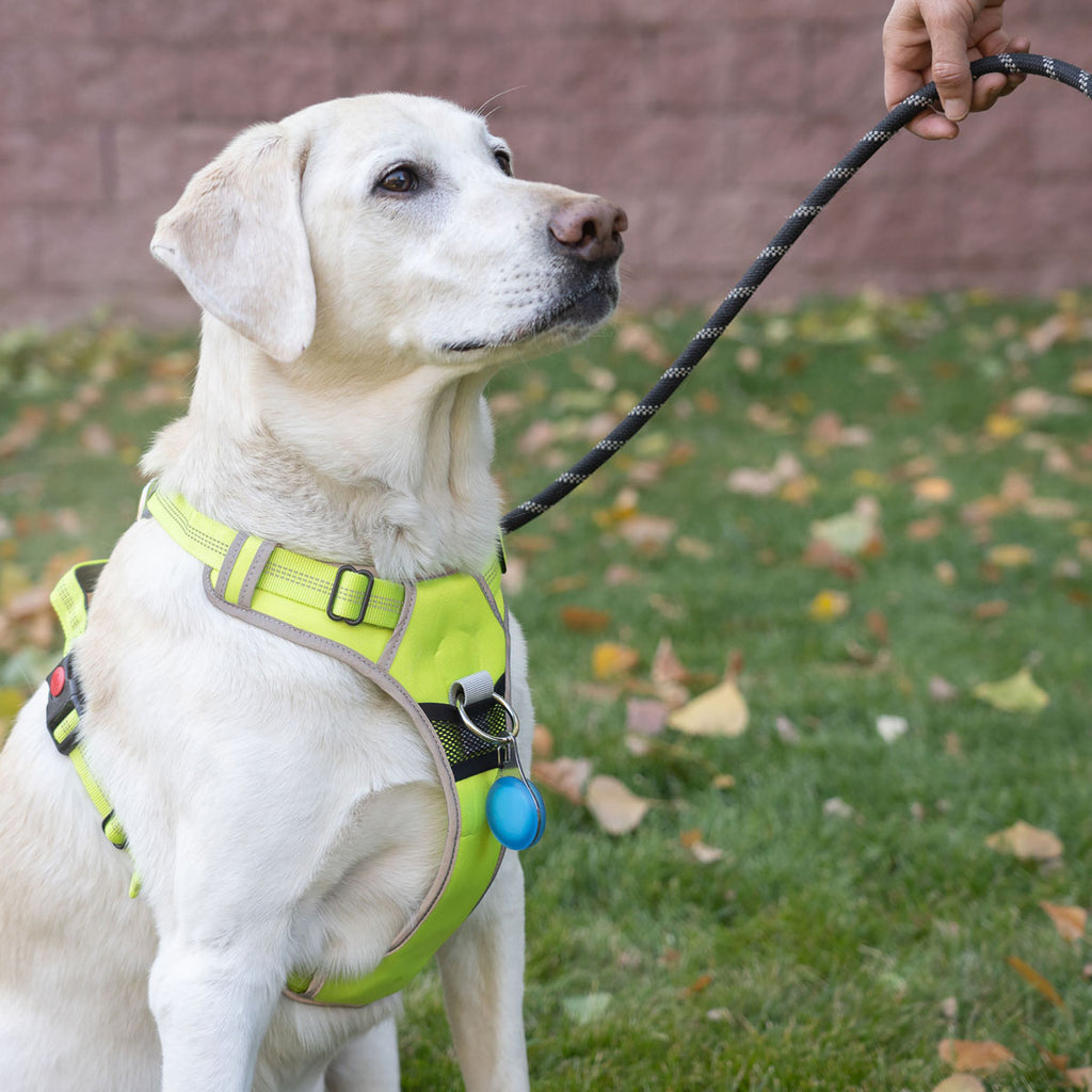 WearAbout Pet Tracker Holder