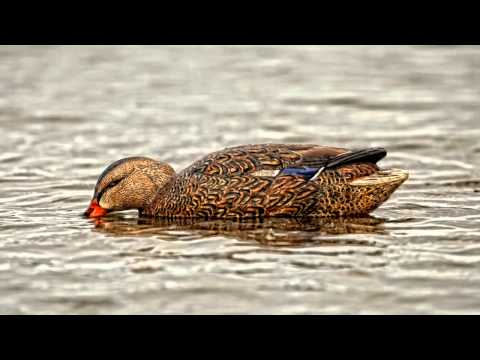 Topflight Open Water Waterfowl Decoy