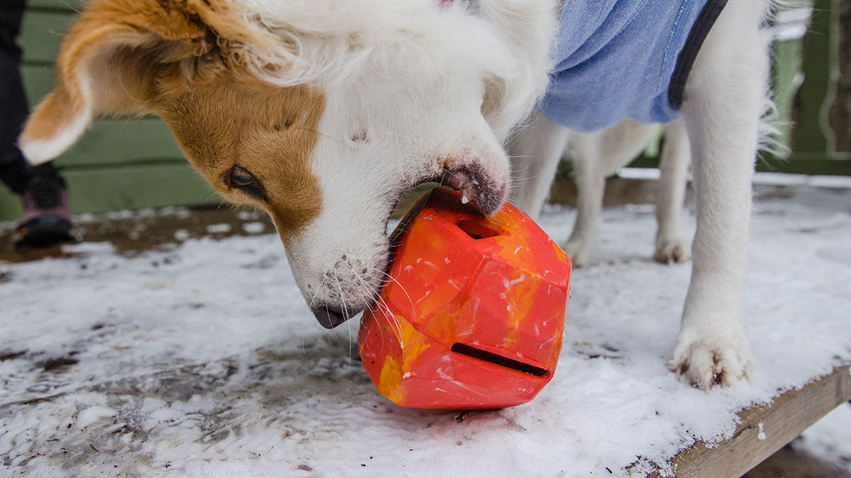Gnawt-a-Rock Dog Toy