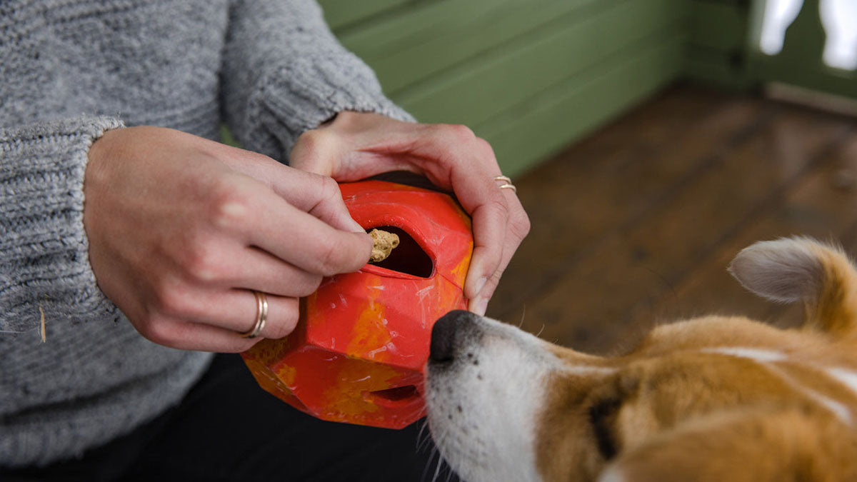 Gnawt-a-Rock Dog Toy