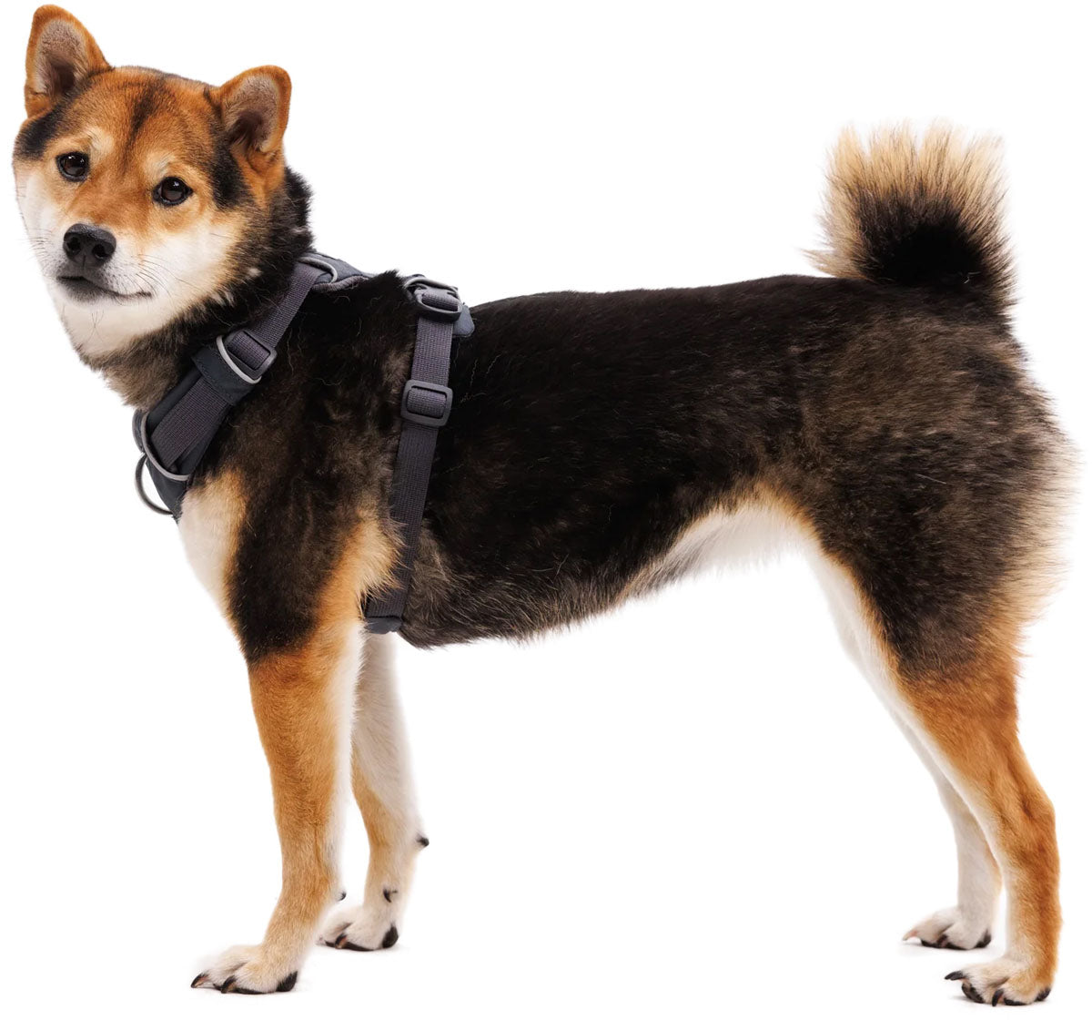 Front Range Dog Harness