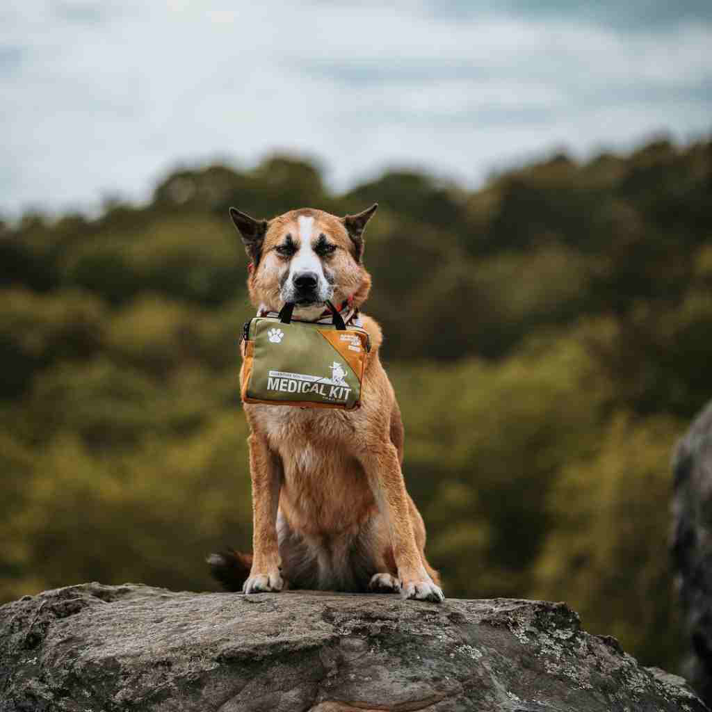 Adventure Dog First Aid Kit - Trail Dog